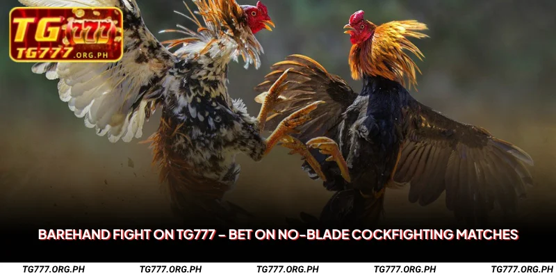 Barehand Fight on TG777