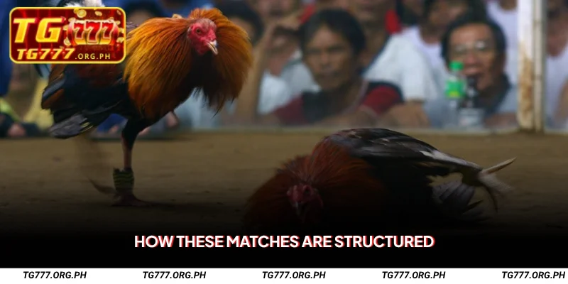 Sabong with Knife Spurs – Strategy-Based Live Fights on TG777 2 How These Matches Are Structured