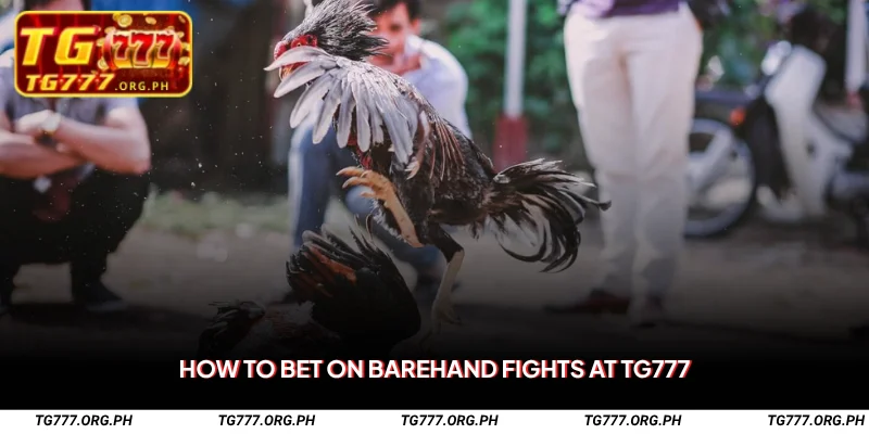 Barehand Fight on TG777 – Bet on No-Blade Cockfighting Matches 2 How to Bet on Barehand Fights at TG777