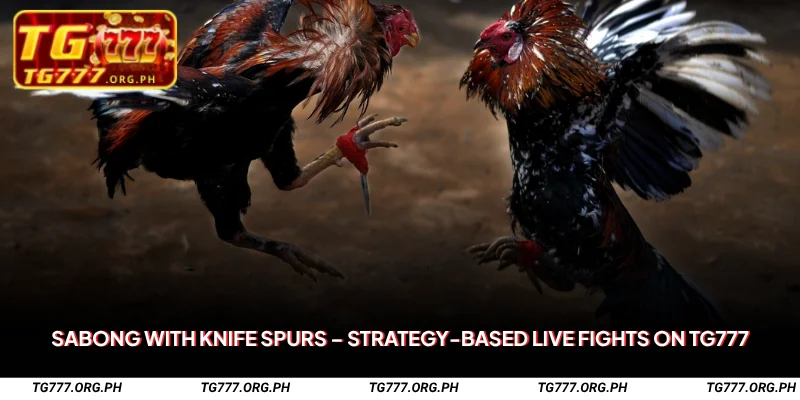 Sabong with Knife Spurs