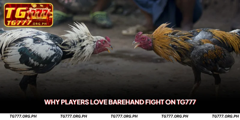 Barehand Fight on TG777 – Bet on No-Blade Cockfighting Matches 3 Why Players Love Barehand Fight on TG777